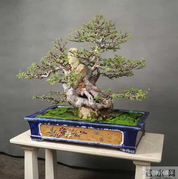 一枝一世界:带你读懂盆景里的“单枝成景”。