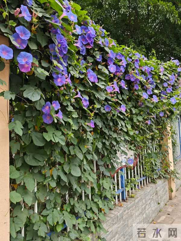 院子再小，也要种这几种花，好看好养又旺宅！