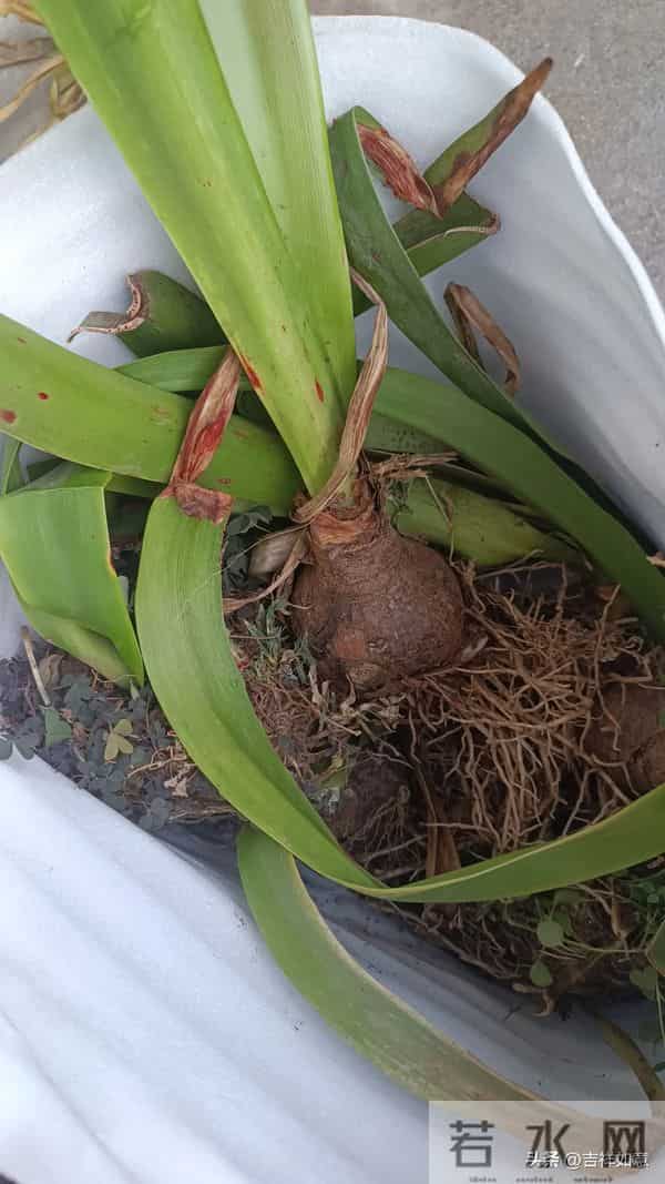 六路奔向寒冬来，一齐走过鲜花开，朱顶红的安全越冬对策