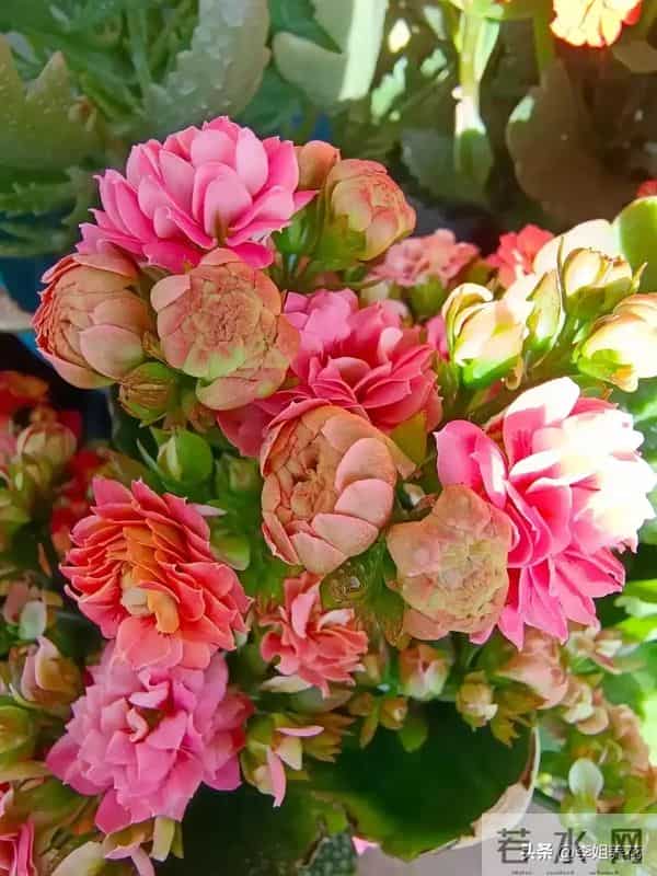 南京一大姐"太会养长寿花"走红,盆盆开成"大花球"秘诀全在这