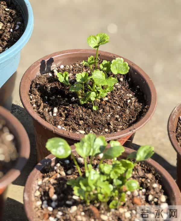 江苏一姐姐，盆栽“洋牡丹太美了”仙气十足：好靓！如何养爆？