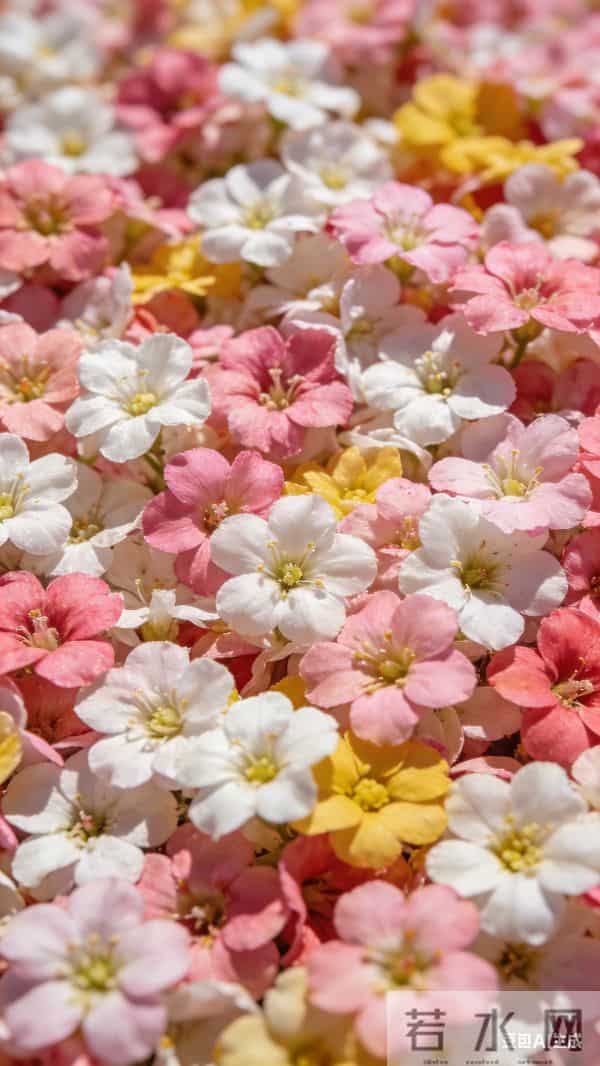 花朵壁纸～花漾满格