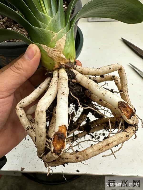 君子兰养护口诀-君子兰喜干旱，浇水一多根就烂；君子兰不喜……