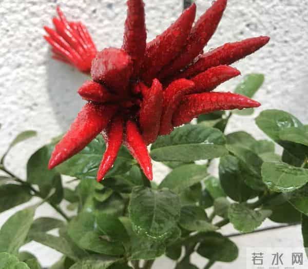 男子因入手的“红佛手”走红，红彤彤的，网友：真的成精了？