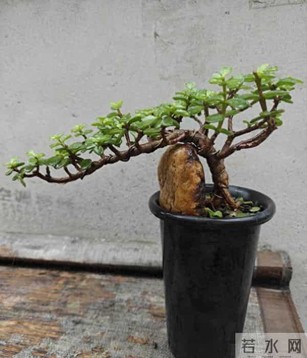 女子因金枝玉叶“太会造型”走红，盆盆是精品，网友：真是高手！