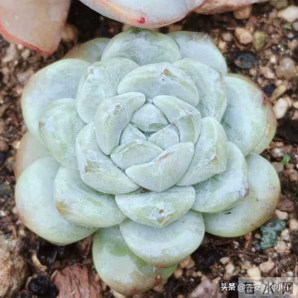 谁说冰玉养久了就能黄透养了五年还这个样，还有不出状态的纯爱