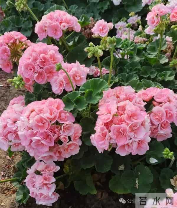 小苏打是“养花万能肥”，太好使了，不招虫不得病，养啥花都能旺