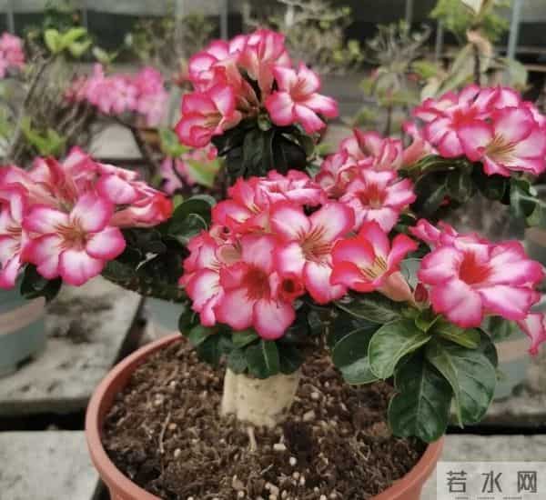 冬天养花别乱浇!这6种花“旱不死”一冬天不浇水也活新手闭眼养