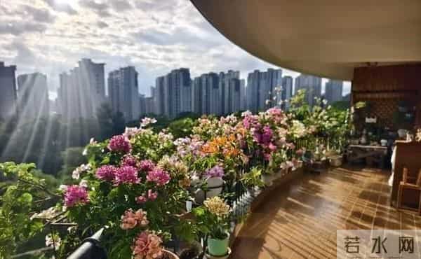 铜钱草新手攻略：3步从“养死”到“爆盆”，叶子圆得像硬币