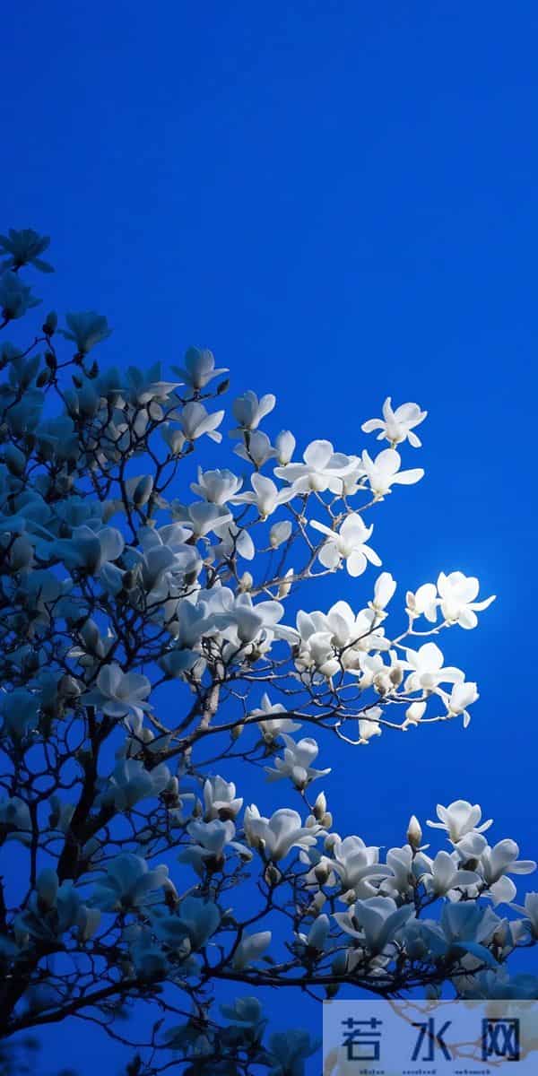 8K壁纸：景花儿锁屏