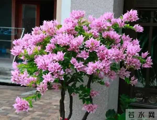 冬季三角梅别乱剪！这4个耐寒品种，剪早了错过整季花