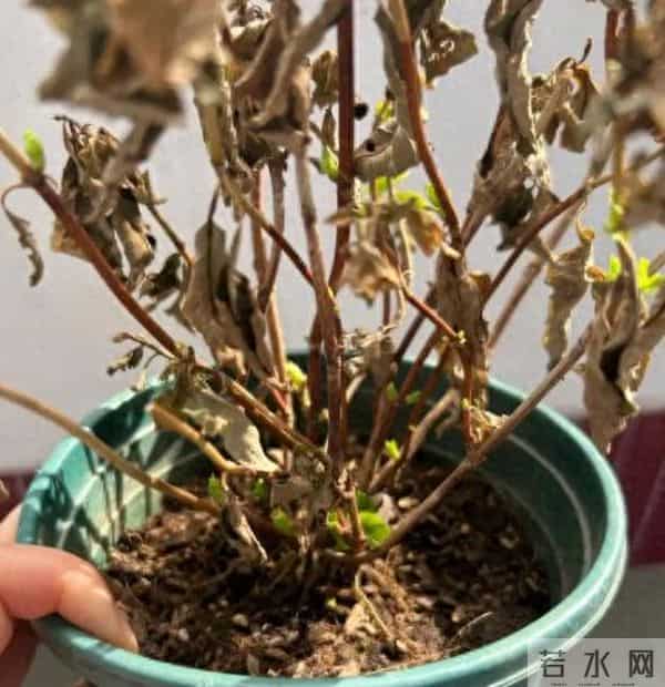 天冷就 “装死” 的4种花，开春能自己发芽，扔了真亏大了！