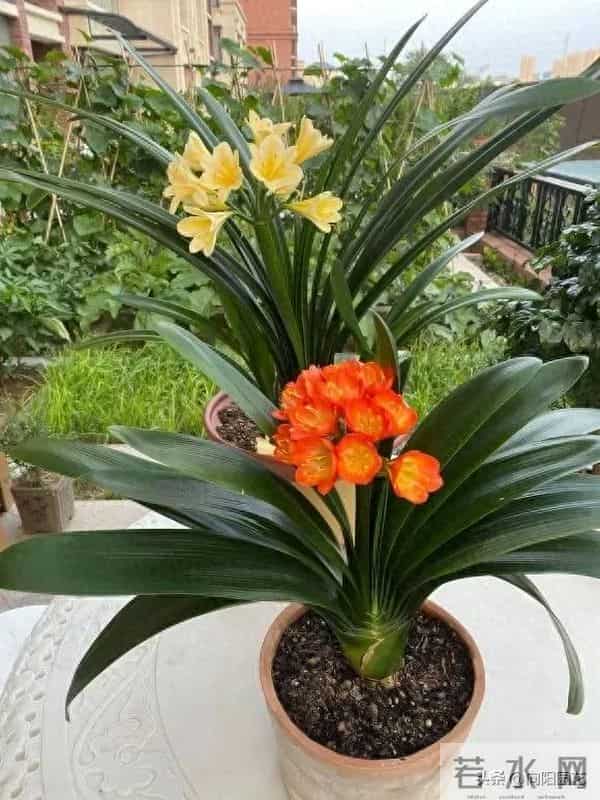 教你做“鸡蛋肥”，1颗鸡蛋发酵成肥料，养君子兰很好用！
