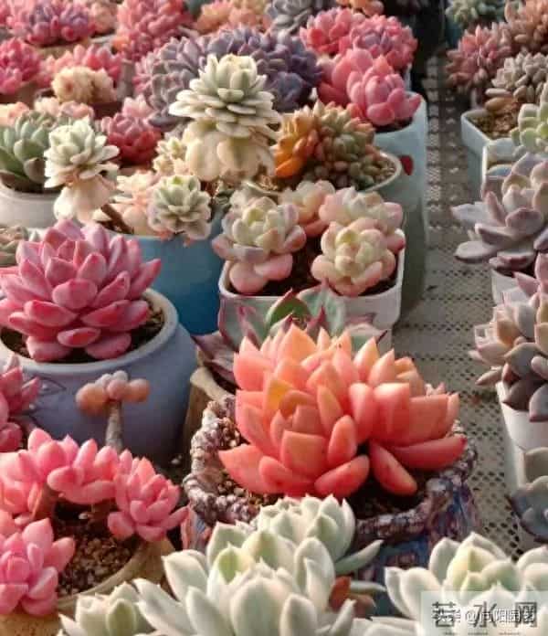 昆明的冬季,多肉状态拉满,超级漂亮,比补光灯养的还好!