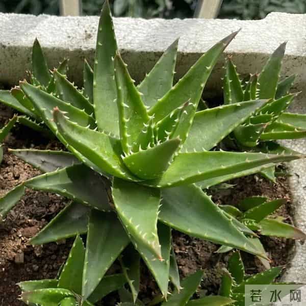 紧急提醒！这10种花冬天赶紧断水，多浇一瓢水就烂根，能要了命！