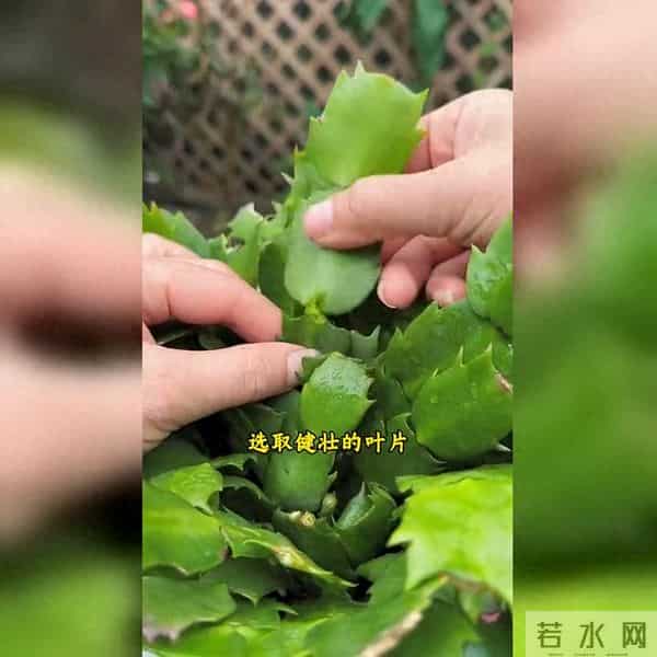 蟹爪兰扦插成活秘诀大公开