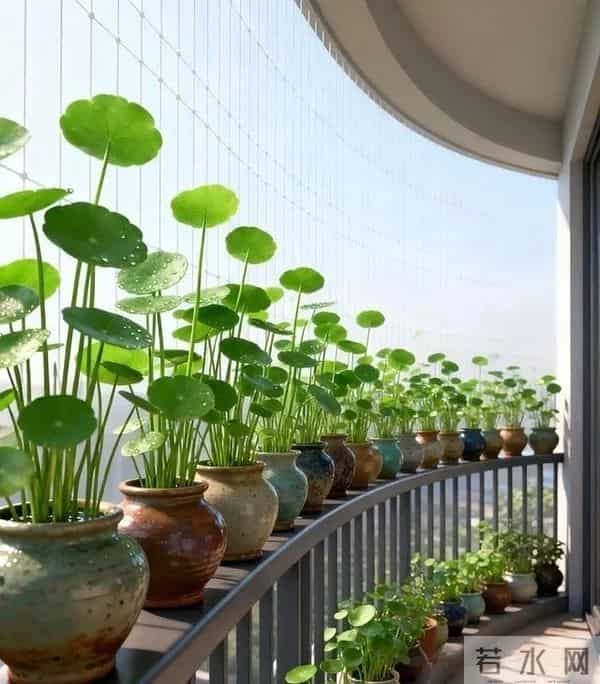 铜钱草新手攻略：3步从“养死”到“爆盆”，叶子圆得像硬币