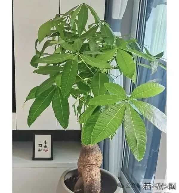 这5种花不要“换大盆”，小盆“憋着养”，疯狂冒花苞