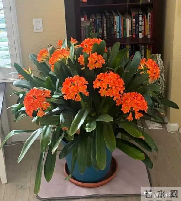 君子兰过冬有 “4 怕”！做错一件，叶子烂光只剩空盆。