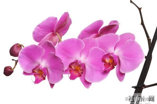 你家孩子也太旺了吧！喜鹊报喜+紫气东来，前程财运全拿捏。