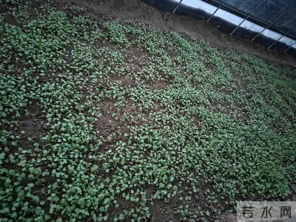 人家下雪天往家跑，而我下雪天往菜地跑，是憨了还是傻了？