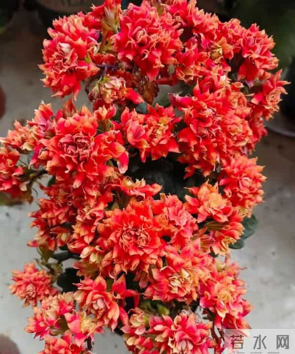 长寿花又出新品种，花比拇指还大，华丽似牡丹，一年开三季