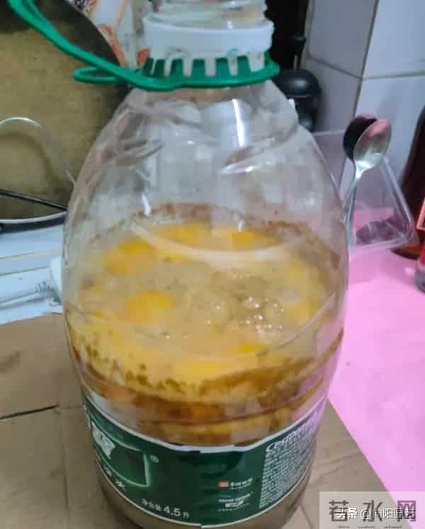 教你做“鸡蛋肥”，1颗鸡蛋发酵成肥料，养君子兰很好用！