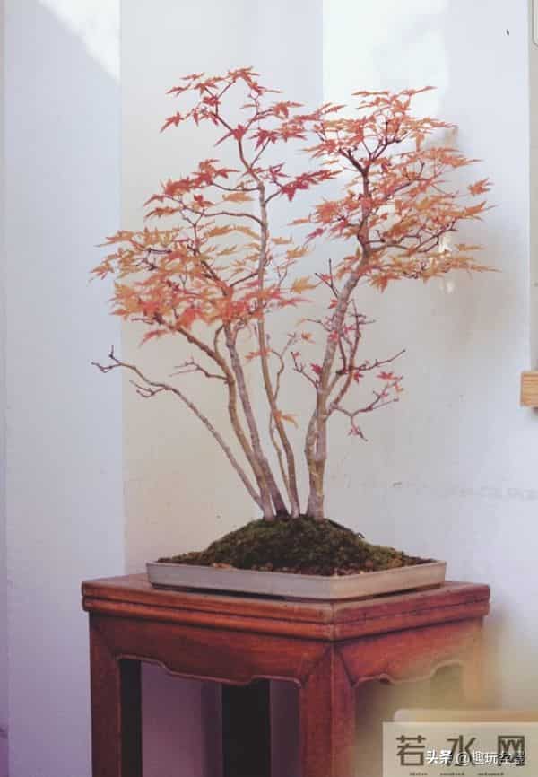 玩盆景，这几种树“至少要玩上一盆”！行家眼里的“硬通货”。