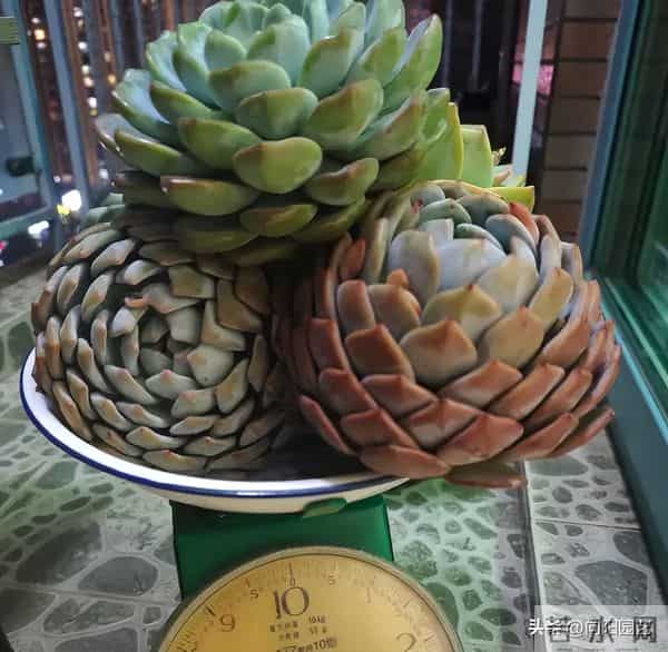 多肉地栽，长得比“脸盆”大，花盆限制了生长，地栽才是王道