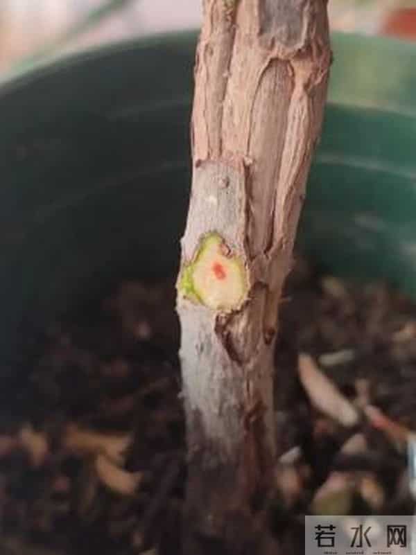 天冷就 “装死” 的4种花，开春能自己发芽，扔了真亏大了！