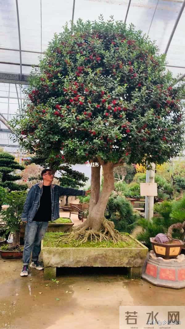 如何让你的庭院在冬天也能欣赏到绝美的景色,非这三种树莫属