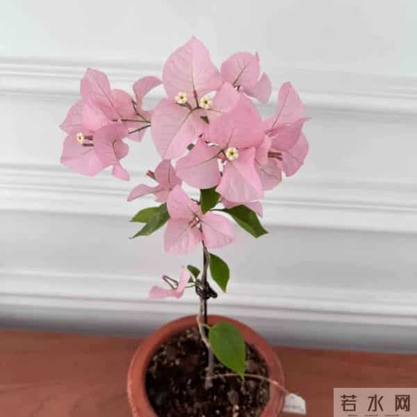 冬季暖气房养三角梅，光够温够还掉花不上色？只要做好“3点”