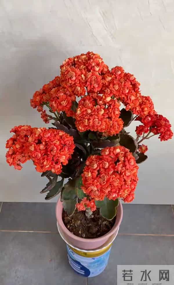 长寿花又出新品种，花比拇指还大，华丽似牡丹，一年开三季