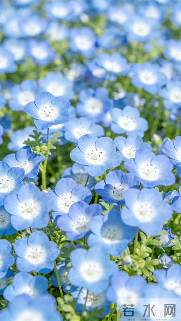 花朵壁纸～花漾满格