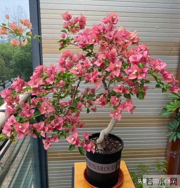 三角梅想全年开花？掌握 3 关键 + 日常 5 技巧，全年爆盆不歇气