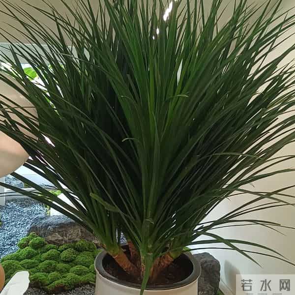 龙血树冻伤,叶子发黑就晚了!摸一处早3天发现,3步救回