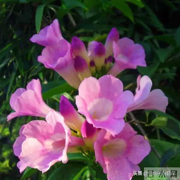 分享图片～鲜艳夺目，五光十色的蒜香藤《上汽》