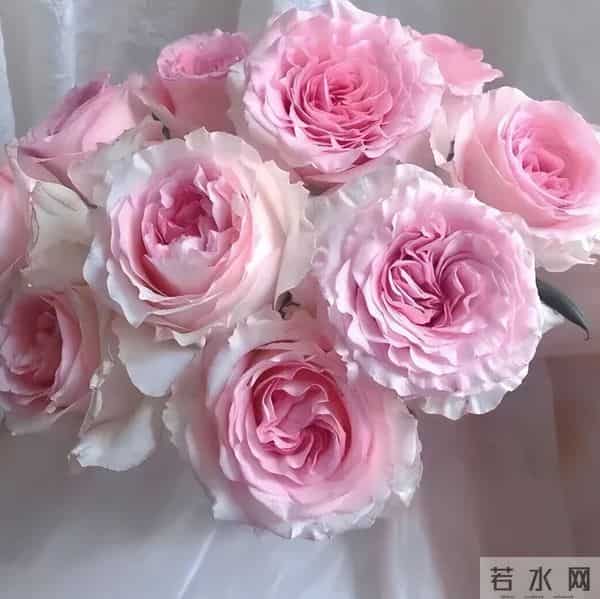 月季养护技巧：吃透“慢养”逻辑，弱苗也能养成开花机器（一）