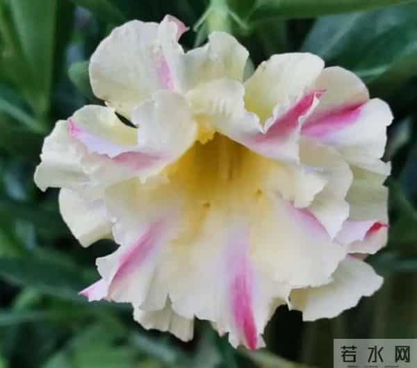 低于5℃赶紧断水！这18种花一冬天不浇水也活，浇错直接烂根冻死