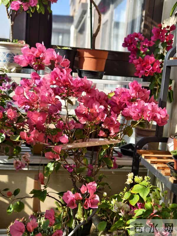 冬季三角梅掉花又浅色？暖气房做好 3 点，花苞艳压室外，新手也会