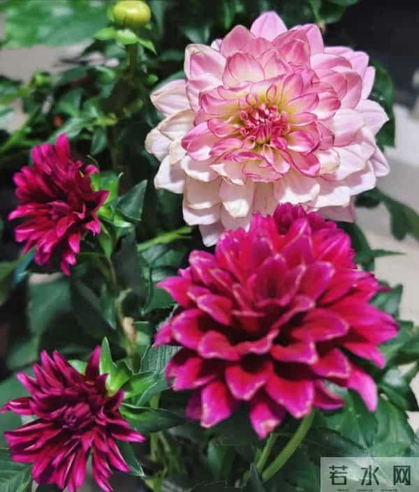 比脸大的“吉祥花”,竟然是“红薯块”长出来的!