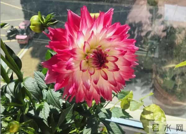 比脸大的“吉祥花”,竟然是“红薯块”长出来的!