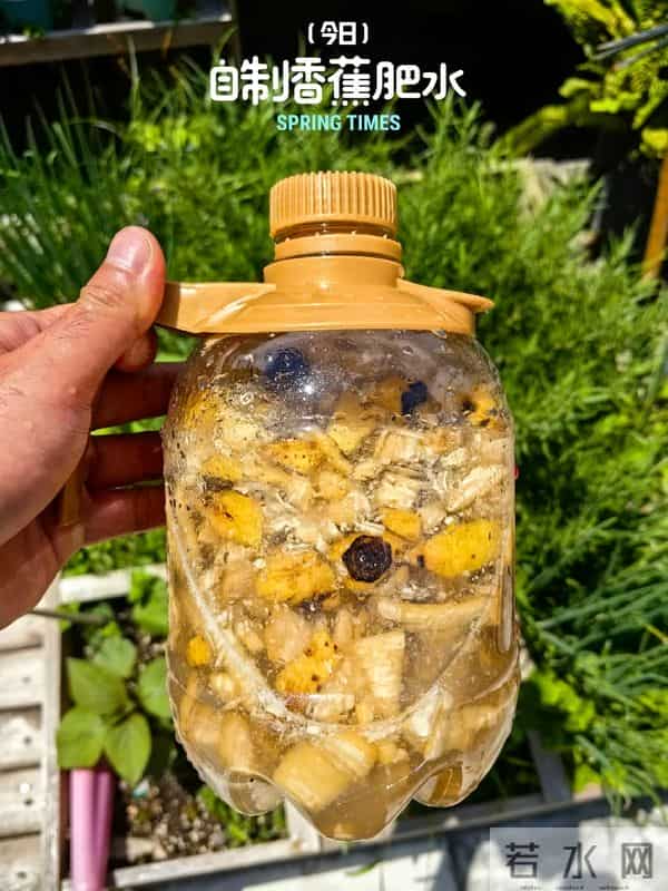 广东女子把死鱼埋进土里，万万没想到，那盆花长疯了！