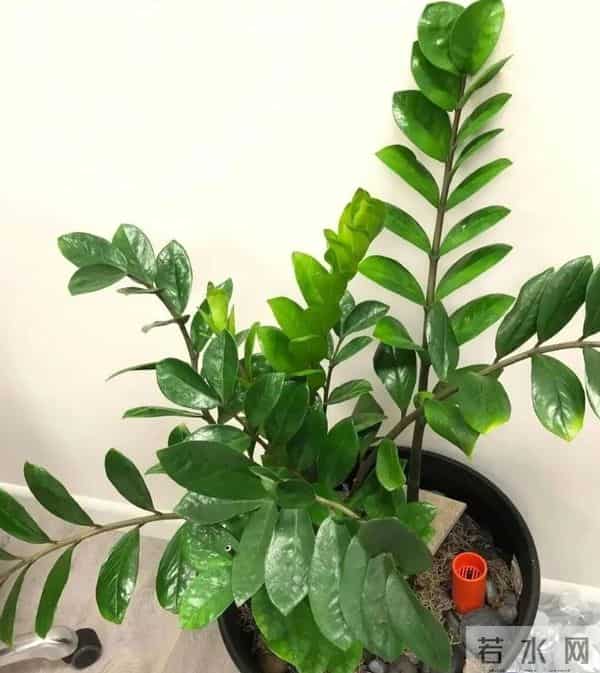 低于5℃赶紧断水！这18种花一冬天不浇水也活，浇错直接烂根冻死