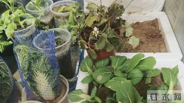 新手必看！头次阳台种菜全成活，半个多月冒新芽，自给自足超划算