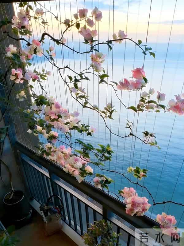 广东一女子，因国风版三角梅走红，阳台爬满花瀑布，网友：求教程