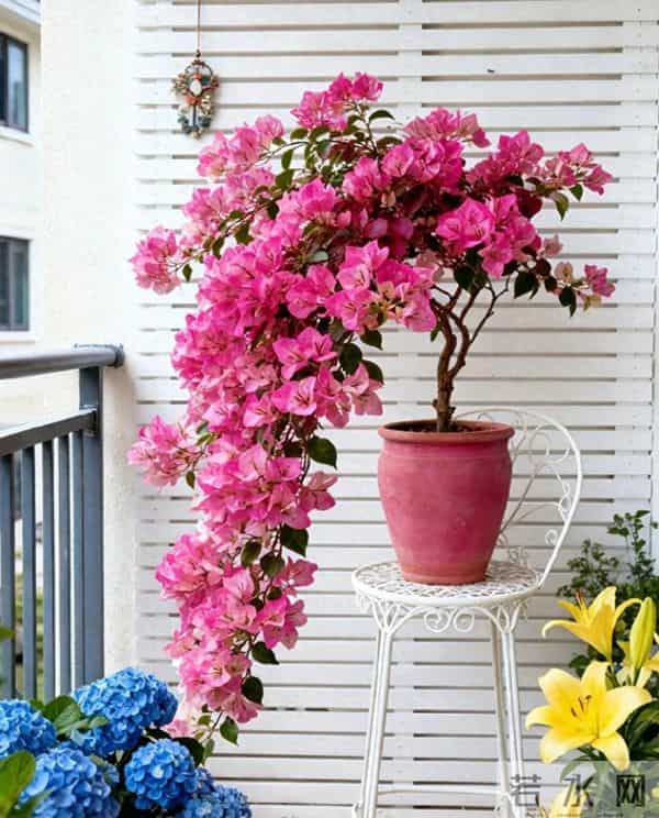 新手必看！三角梅施肥“安全手册”，避开3个坑，花开不断