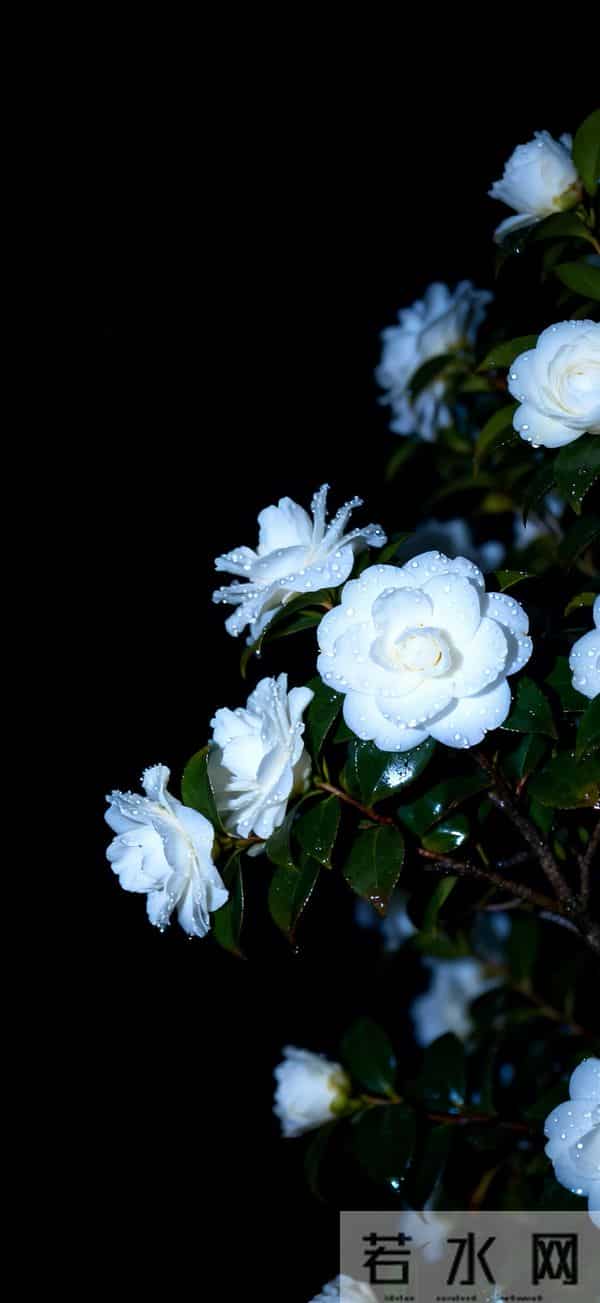 8K壁纸：景花儿锁屏