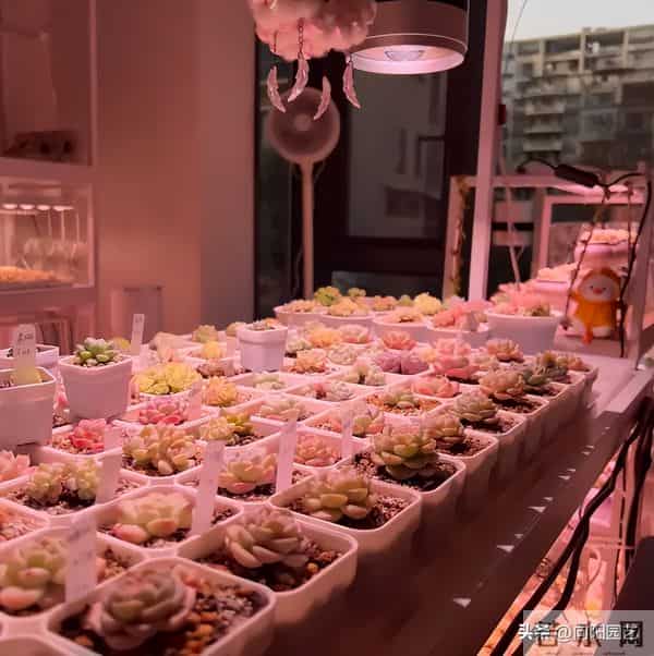 小区里奇怪的灯光，不要惊奇，实际是养多肉的，灯光色太突兀