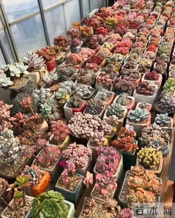 冬天搬到家的多肉，浇1次水，能顶1个月，甚至不浇水都行！